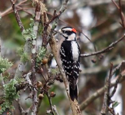 [A small black and white bird. It has black and white stripes across its head with a small red patch on the back of the head. The tips of its wing feathers are white while the rest is black giving it a 'white-dotted' appearance. The tail is all black in the center with black-flecked white feathers on the outer parts. This is a back view of the woodpecker with its head turned toward the left as it perches in a tree.]